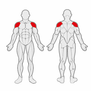 Muscles FL E0903 Shoulder Press
