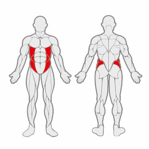 Muscles FL E0904 Rotary Torso 2