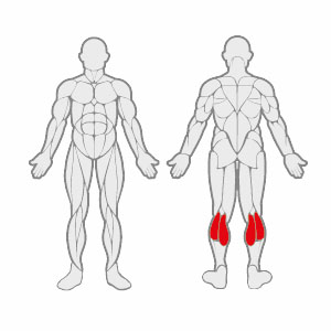 Muscles FL E0917 Standing Calf Extension