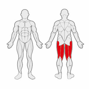 Muscles FL E0918 Prone Leg Curl