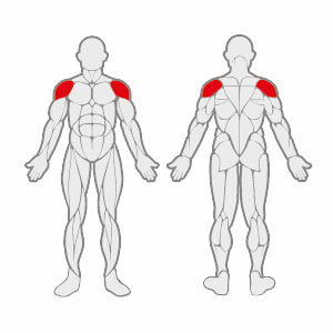 Muscles FL E1222 Lateral Raise